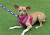 adoptable Dog in  named Honey
