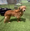 adoptable Dog in  named Bubbles
