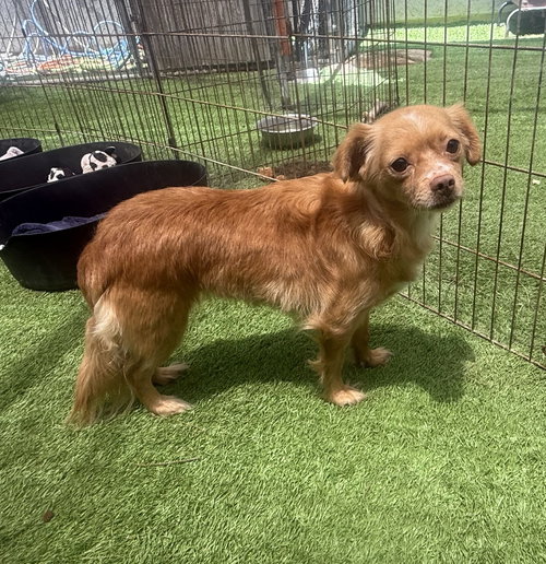 BUBBLES - Pomeranian / Chihuahua available for adoption