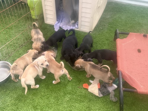 PUPPIES CHIWEENIE MIXES - Dachshund / Spaniel available for adoption