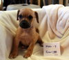 Puppies Chiweenie mixes - Photo 3