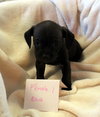 Puppies Chiweenie mixes - Photo 4