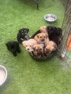 adoptable Dog in  named Puppies Chiweenie mixes
