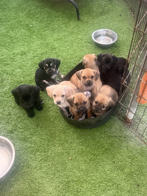 PUPPIES CHIWEENIE MIXES - Dachshund / Spaniel available for adoption