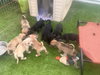 Puppies Chiweenie mixes - Photo 2