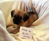 Puppies Chiweenie mixes - Photo 3