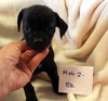 Puppies Chiweenie mixes - Photo 4