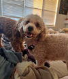 adoptable Dog in  named Betty