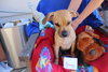Sammy - Photo 3
