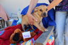 Sammy - Photo 2