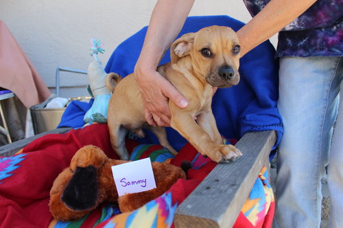 SAMMY - Chihuahua / Dachshund available for adoption