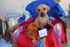Sammy - Photo 1