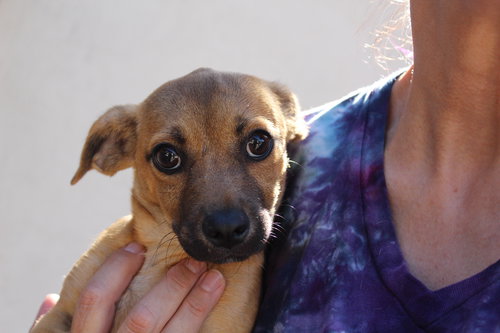 SOPHIE - Chihuahua / Dachshund available for adoption