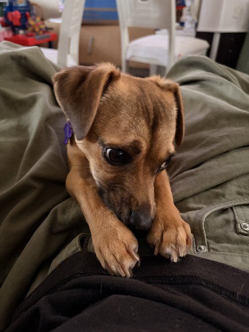 SOPHIE - Chihuahua / Dachshund available for adoption