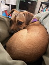 Sophie - Photo 4