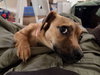 Sophie - Photo 3