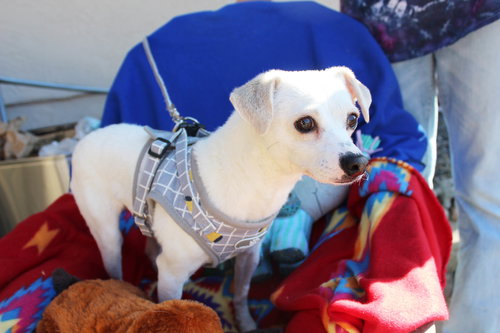 GOOSE - Italian Greyhound / Chihuahua available for adoption