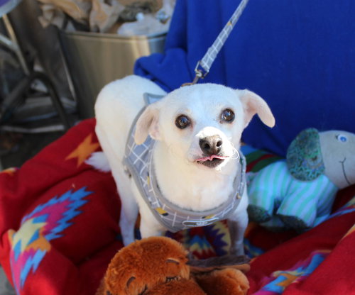 GOOSE - Italian Greyhound / Chihuahua available for adoption