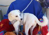 Goose - Photo 4