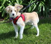 Teddy - Photo 2