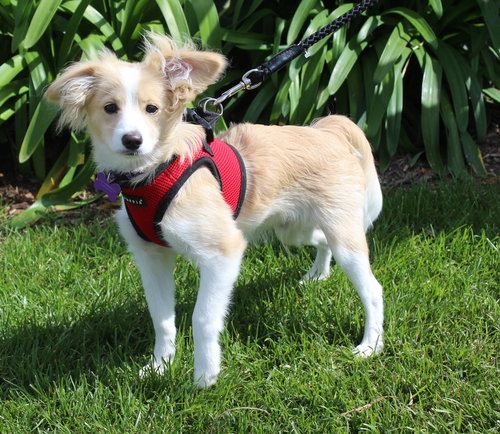 TEDDY - Pomeranian / Corgi available for adoption