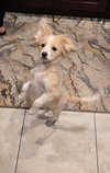 Teddy - Photo 3