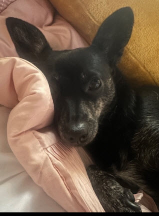 GIGI - Chihuahua available for adoption