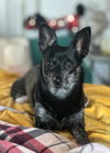 Gigi - Photo 3