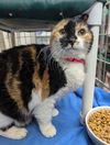 adoptable Cat in saint ann, MO named Callie