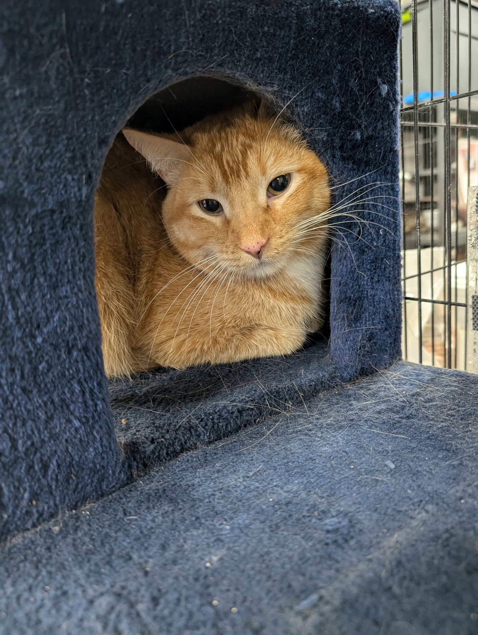 adoptable Cat in Saint Ann, MO named Captain Nemo