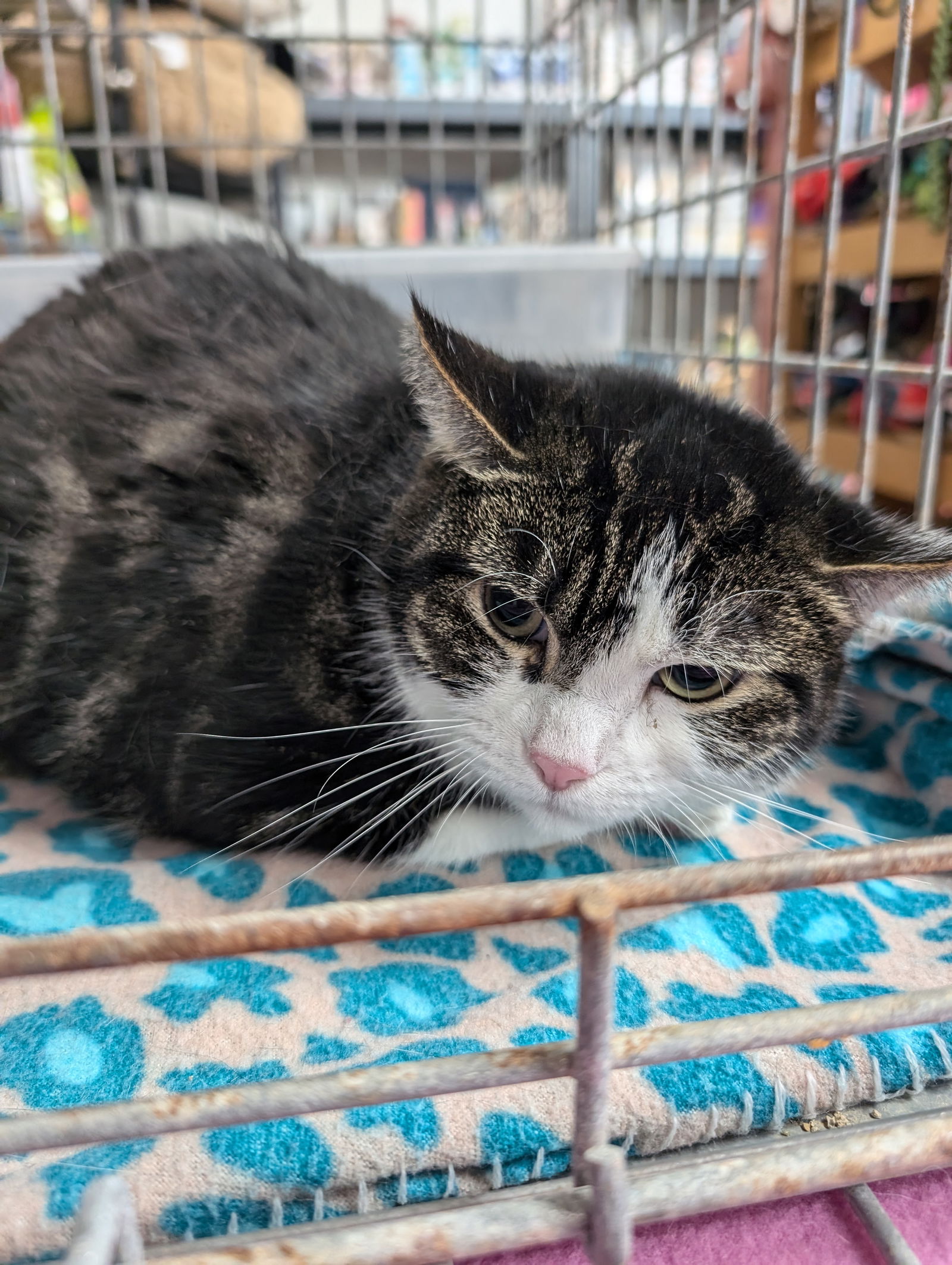 adoptable Cat in Saint Ann, MO named Darla