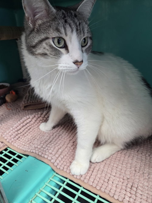 Puppy Jr, an adoptable Tabby in St. Ann, MO