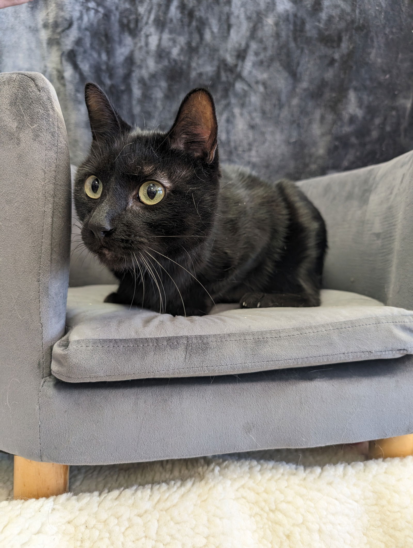 adoptable Cat in Saint Ann, MO named Reby