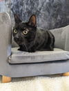 adoptable Cat in Saint Ann, MO named Reby