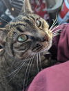 adoptable Cat in  named Lindy