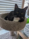 adoptable Cat in saint ann, MO named Eddison