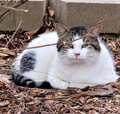 animal-image