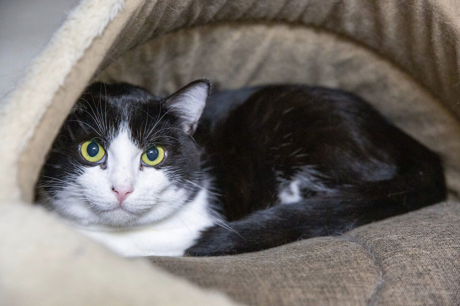 adoptable Cat in Saint Ann, MO named Tye