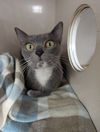 adoptable Cat in saint ann, MO named Cardi