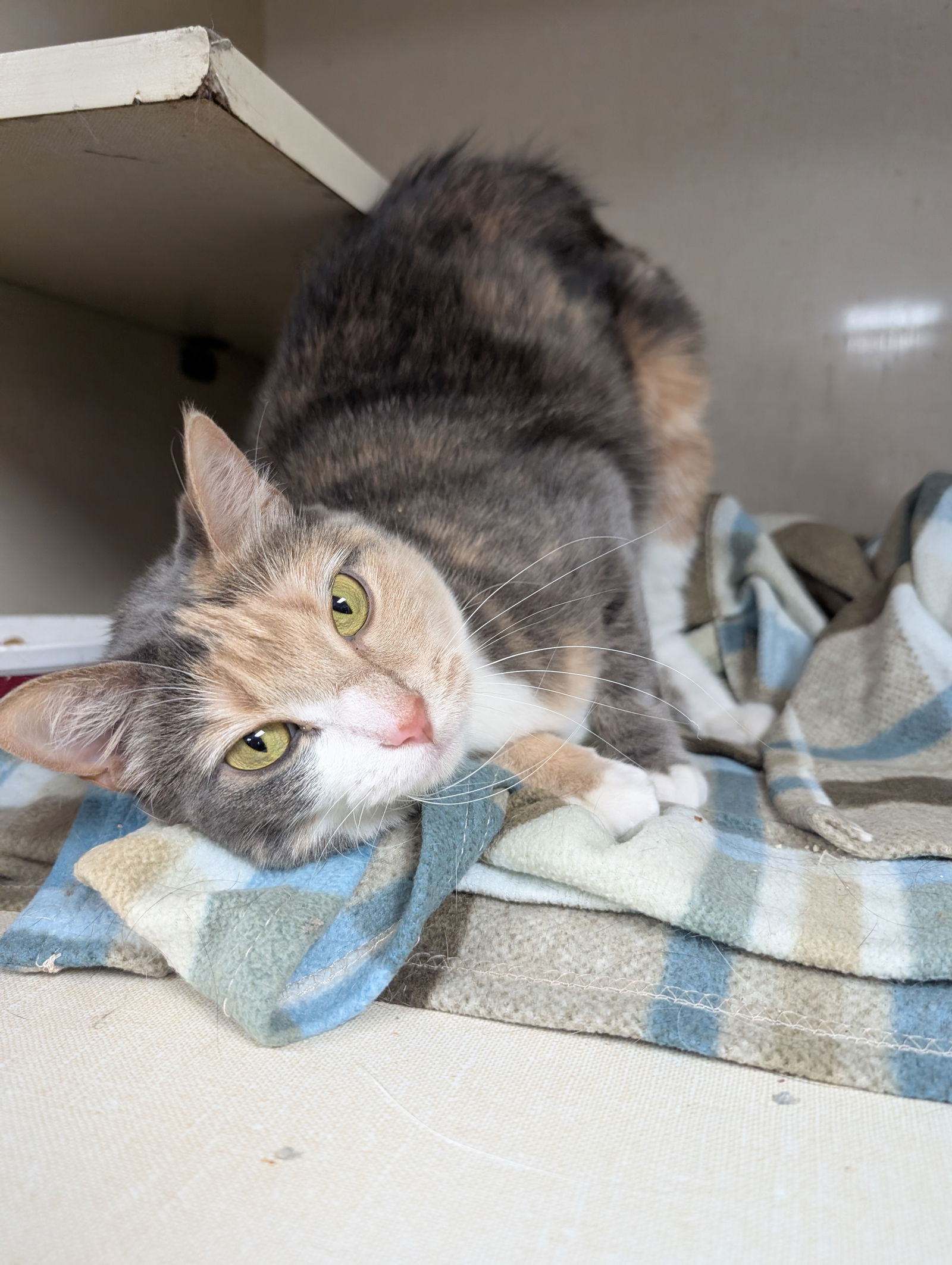 adoptable Cat in Saint Ann, MO named Sugar Plum