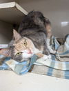 adoptable Cat in Saint Ann, MO named Sugar Plum
