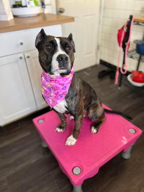 Penelope, an adoptable American Staffordshire Terrier in St. Ann, MO