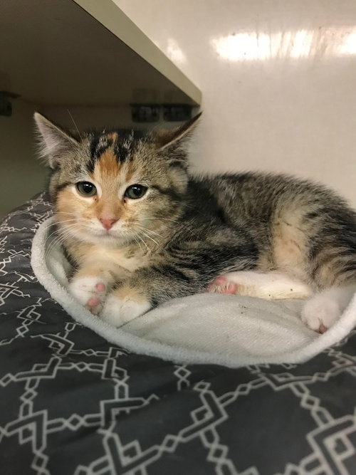 MISS BOSSY - Calico available for adoption