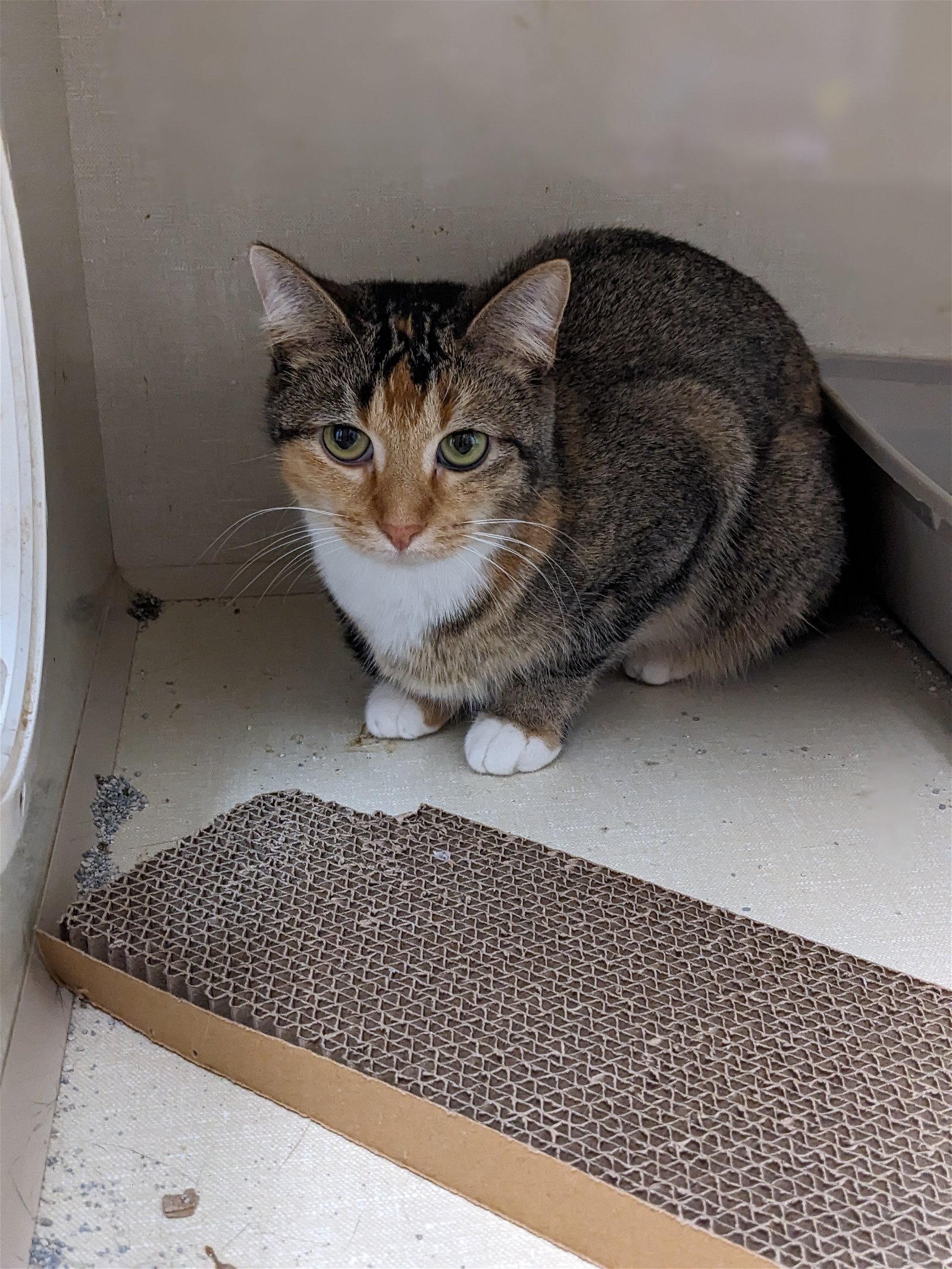 adoptable Cat in Saint Ann, MO named Miss Bossy