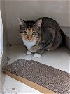 adoptable Cat in , MO named Miss Bossy