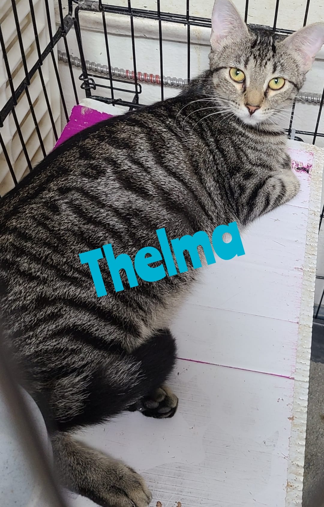 adoptable Cat in Saint Ann, MO named Thelma