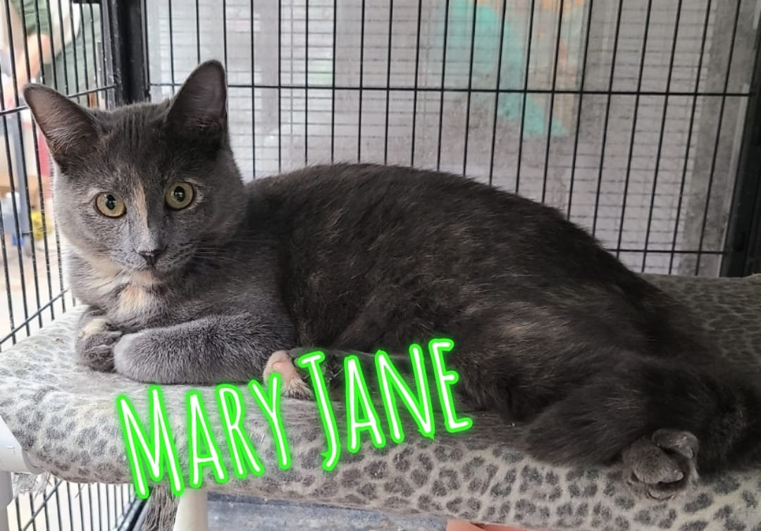 adoptable Cat in Saint Ann, MO named Maryjane
