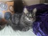 adoptable Cat in saint ann, MO named Eldora