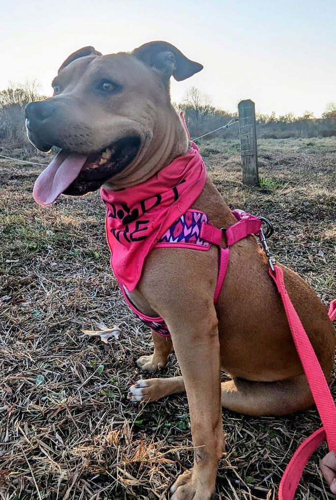 adoptable Dog in Saint Ann, MO named Pinkie