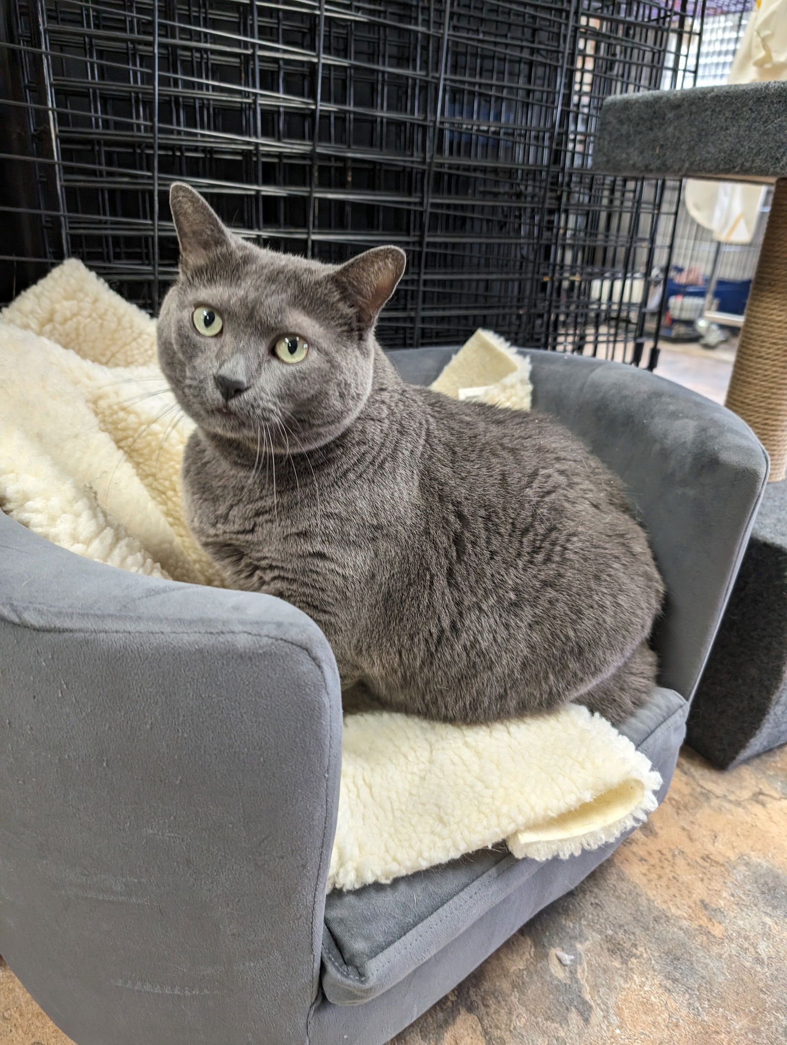 adoptable Cat in Saint Ann, MO named Davina